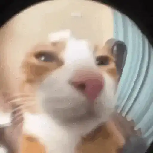 Más Michis! 🐾😸