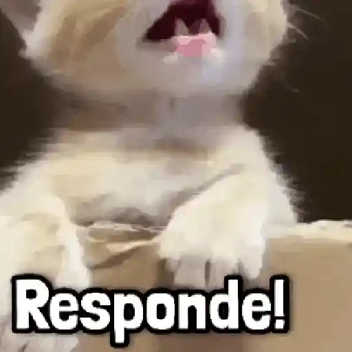 Más Michis! 🐾😸