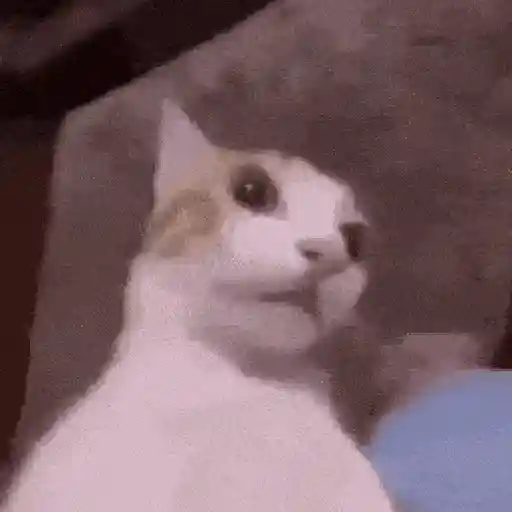 Más Michis! 🐾😸