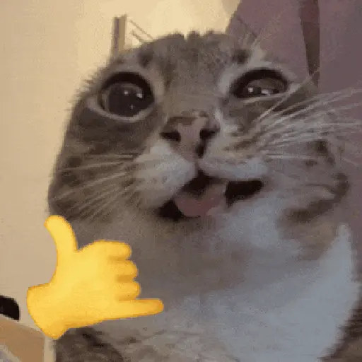 Más Michis! 🐾😸