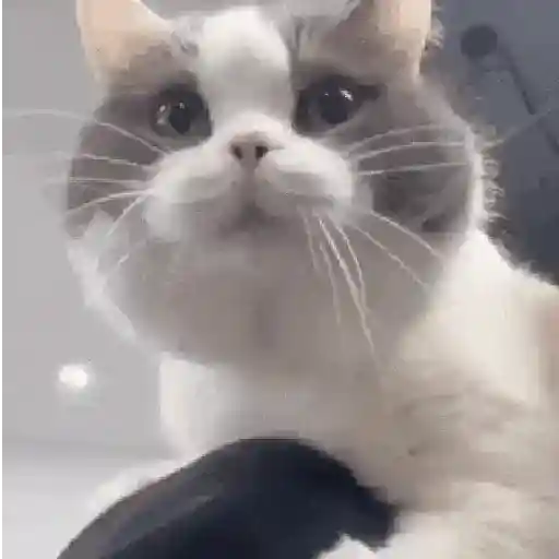 Más Michis! 🐾😸