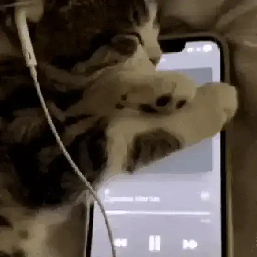 Más Michis! 🐾😸