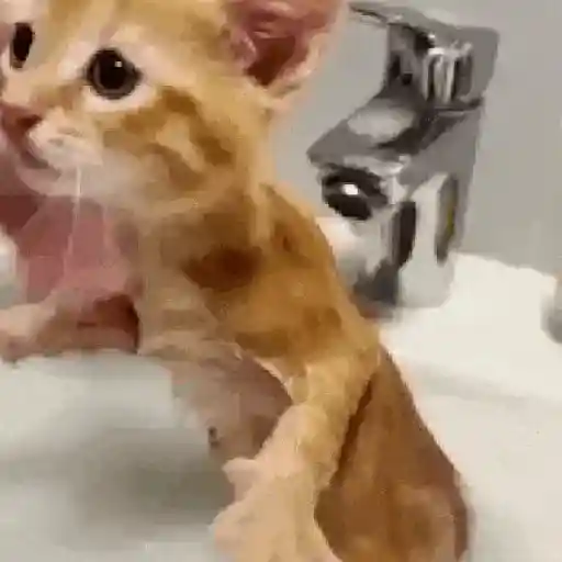 Más Michis! 🐾😸