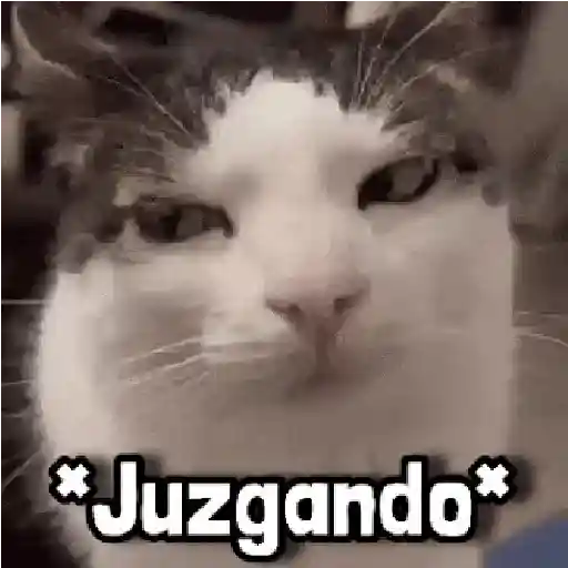 Más Michis! 🐾😸