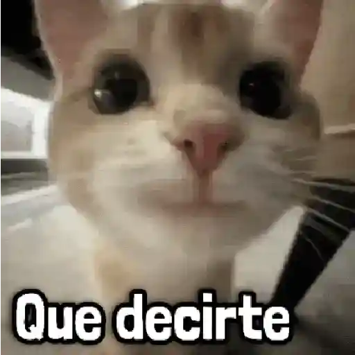 Más Michis! 🐾😸