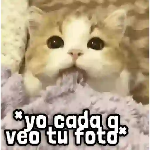 Más Michis! 🐾😸