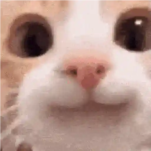 Más Michis! 🐾😸