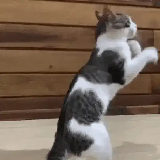 Más Michis! 🐾😸
