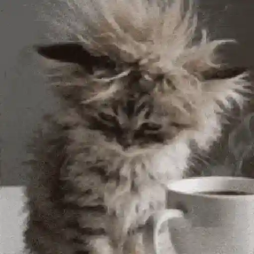 Más Michis! 🐾😸