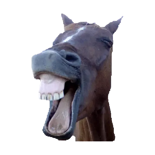 Risas 🤣 Mov