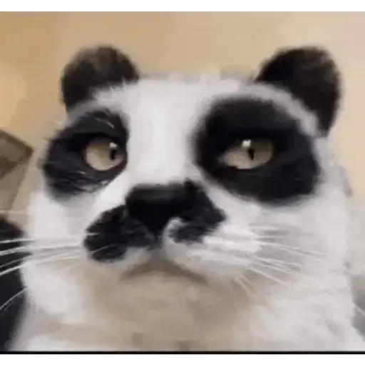 Gatos Curiosos 2😼👁️‍🗨️ 