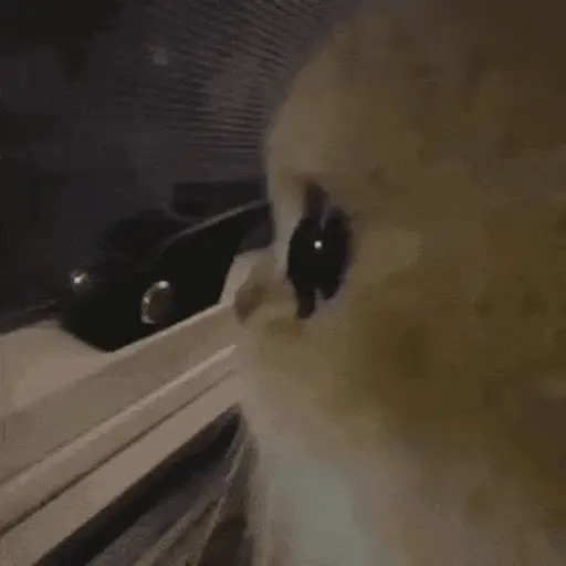 Gatos Curiosos 2😼👁️‍🗨️ 