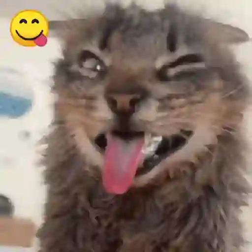 Gatos Curiosos 2😼👁️‍🗨️ 