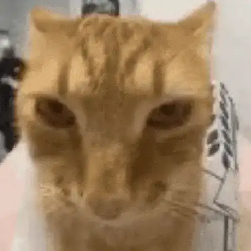 Gatos Curiosos 2😼👁️‍🗨️ 