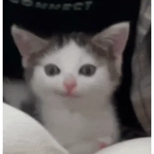Gatos Curiosos 2😼👁️‍🗨️ 
