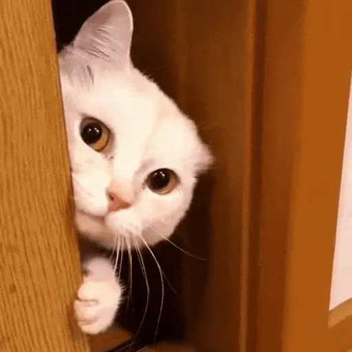 Gatos Curiosos 2😼👁️‍🗨️  preview