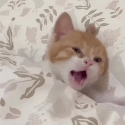 Gatos Curiosos 2😼👁️‍🗨️ 