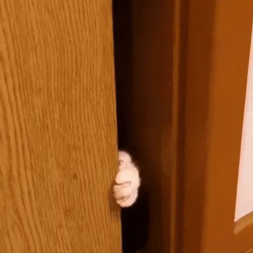 Gatos Curiosos 2😼👁️‍🗨️ 