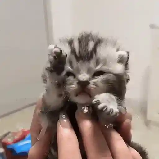 Gatos Curiosos 2😼👁️‍🗨️ 