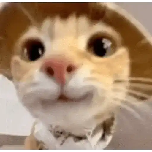 Gatos Curiosos 2😼👁️‍🗨️ 
