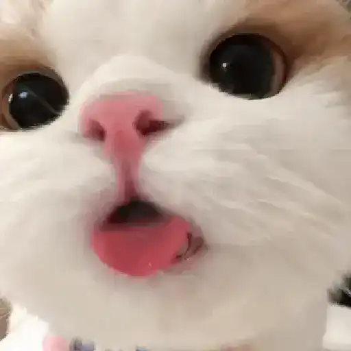 Gatos Curiosos 2😼👁️‍🗨️ 