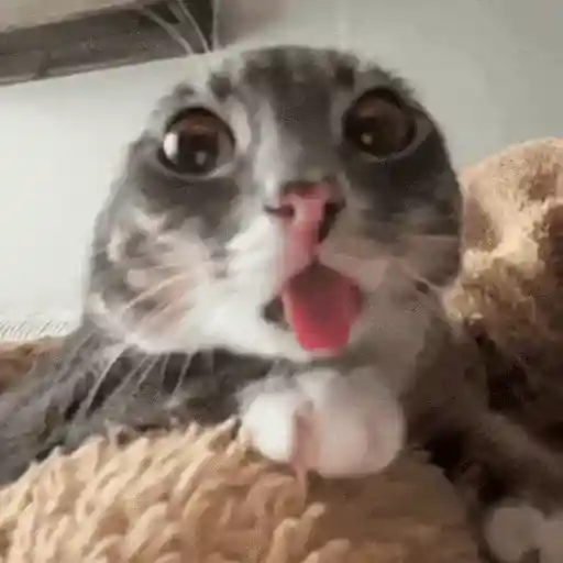 Gatos Curiosos 2😼👁️‍🗨️  preview