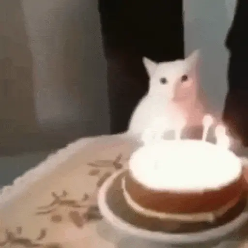 Gatos Curiosos 2😼👁️‍🗨️ 