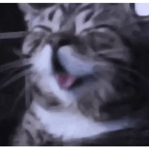 Gatos Curiosos 2😼👁️‍🗨️ 