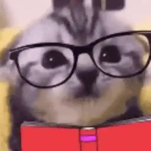 Gatos Curiosos 2😼👁️‍🗨️ 