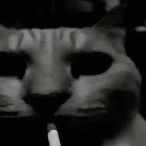 Gatos Curiosos 2😼👁️‍🗨️ 
