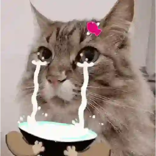 Gatos Curiosos 2😼👁️‍🗨️ 