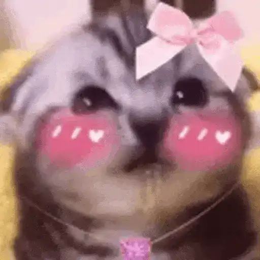 Gatos Curiosos 2😼👁️‍🗨️ 