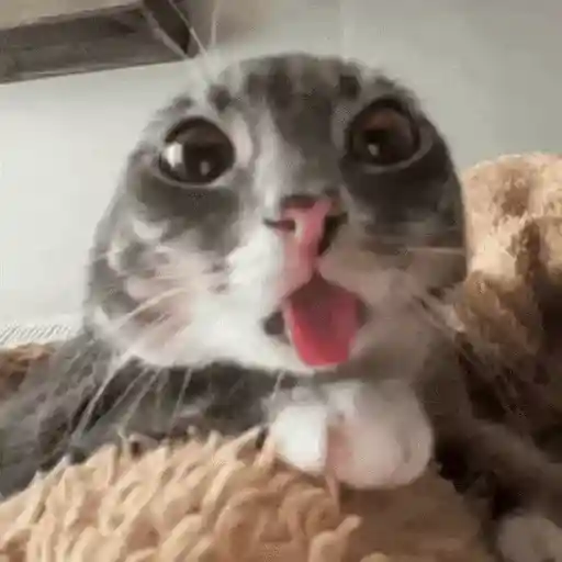 Gatos Curiosos 2😼👁️‍🗨️ 