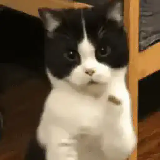 Gatos Curiosos 2😼👁️‍🗨️ 
