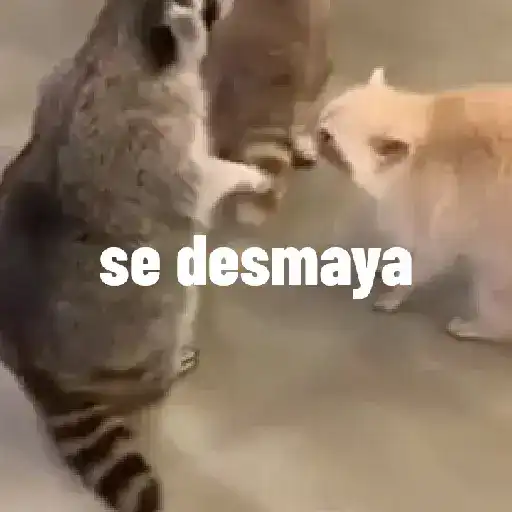 mapache