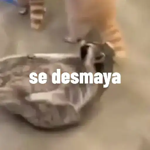 mapache preview