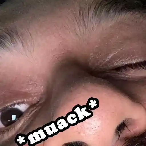 mapache