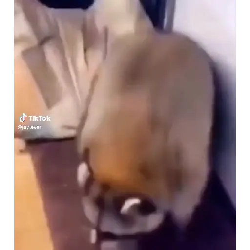 mapache