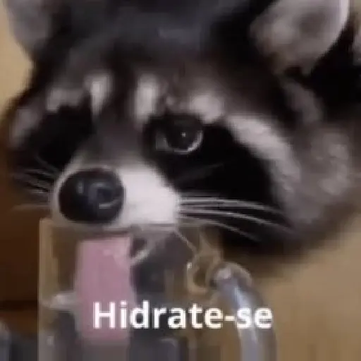 mapache
