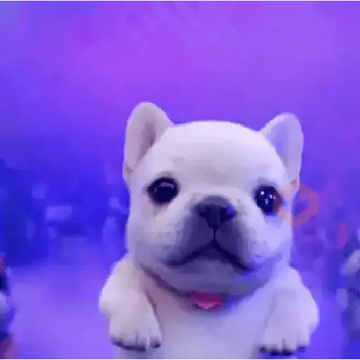 Pibble~🐶🐾