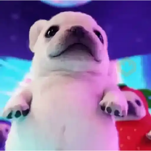 Pibble~🐶🐾