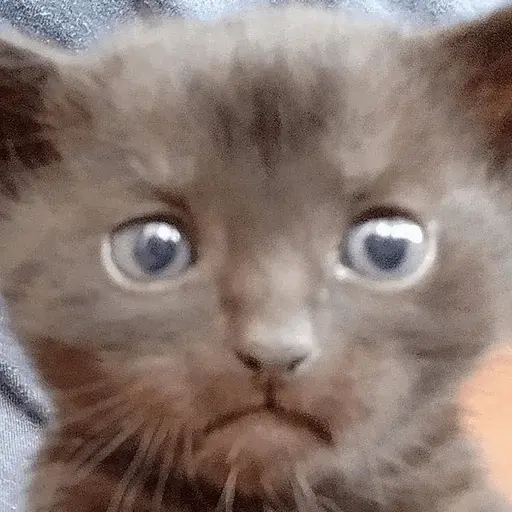 Gatos Random😾😻😹