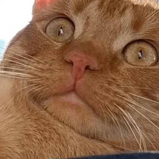 Gatos Random😾😻😹