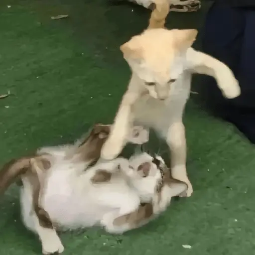 Gatos Random😾😻😹
