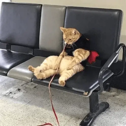 Gatos Random😾😻😹