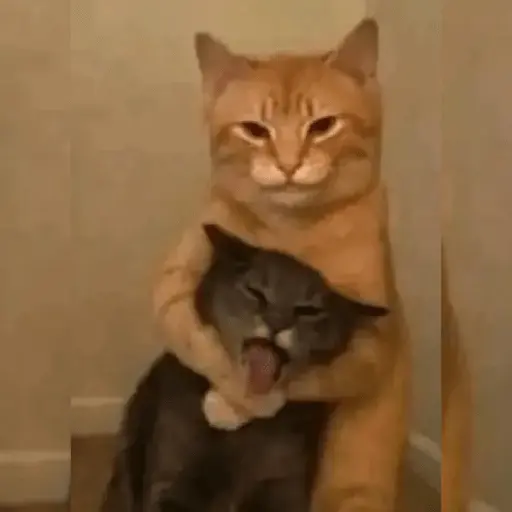 Gatos Random😾😻😹