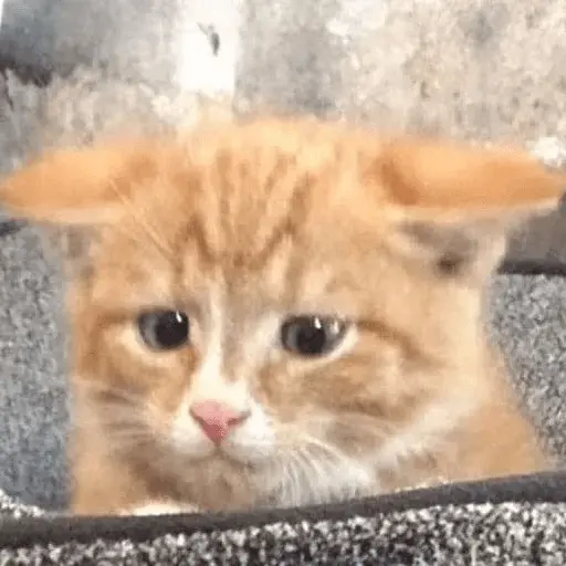 Gatos Random😾😻😹