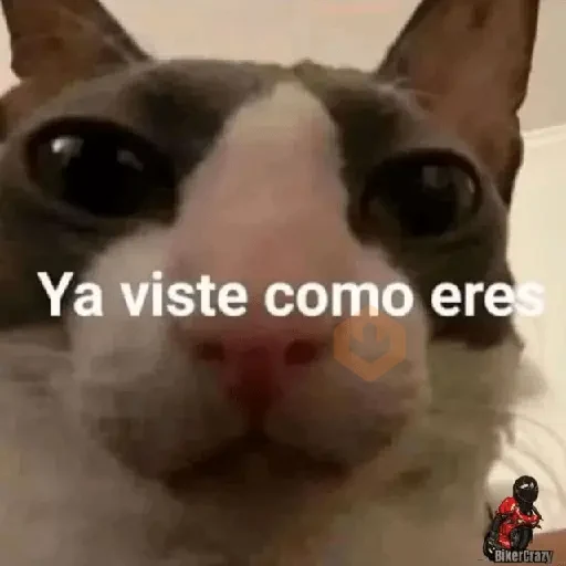 🛟 Random pal chat 💬😎 19 sticker 11