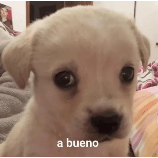 🥳 RAMDOM CONTESTABLES 😎