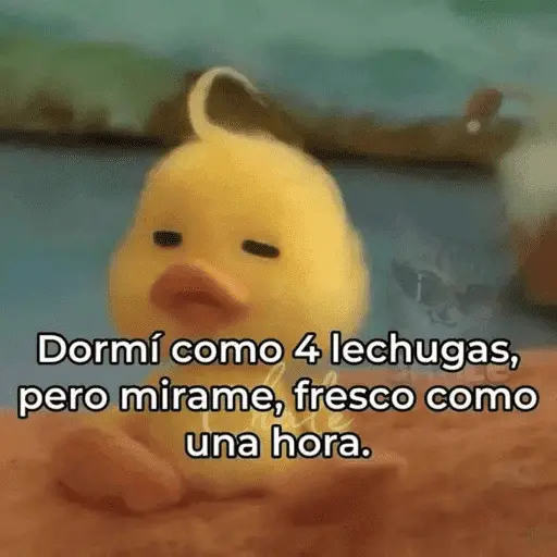 🥳 RAMDOM CONTESTABLES 😎